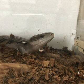 【里親決定】アオジタトカゲ１匹