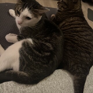 保護猫推定7歳大人しい甘えん坊