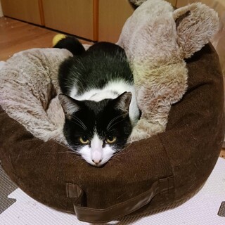 キャンドルテール　ハチワレ女子