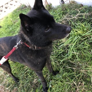 甲斐犬里親募集