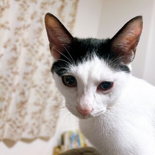 【オス7ヶ月・元気いっぱい】