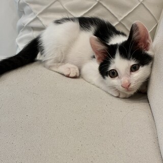 保護猫　4ヶ月　子猫　白黒ハチワレ