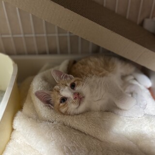 たった一匹で頑張ってた小さな男の子