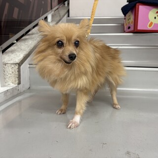 里親決定！ぽこちゃん／穏やかな子です