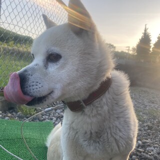 シュナ×柴犬の男の子❕12歳