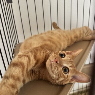 茶トラの食いしんのリク君