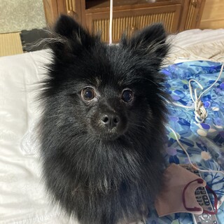 ポメラニアンのモカくんです