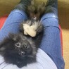ポメラニアンのモカくんです サムネイル3