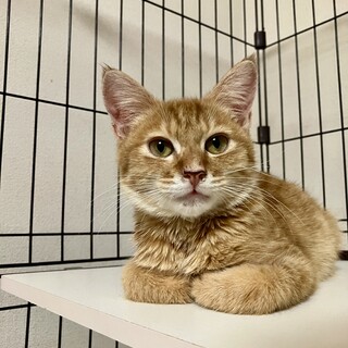 ふわふわ茶虎のレオンくん