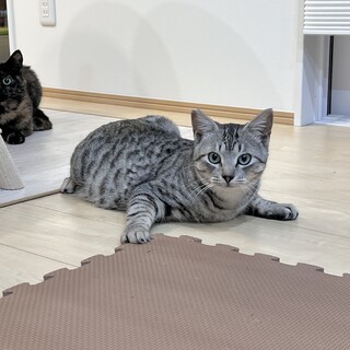 懐っこいサバトラのぎんくん(5人兄弟)