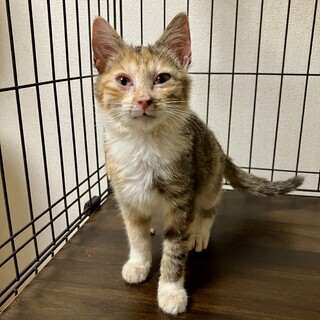 甘えん坊ちゃんプリエちゃん