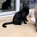 穏やかな黒猫やまとくん(5人兄弟)トライアル中