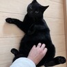 穏やかな黒猫やまとくん(5人兄弟)トライアル中 サムネイル2