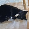 穏やかな黒猫やまとくん(5人兄弟)トライアル中 サムネイル3