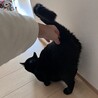 穏やかな黒猫やまとくん(5人兄弟)トライアル中 サムネイル4