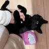 穏やかな黒猫やまとくん(5人兄弟)トライアル中 サムネイル5
