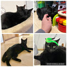 穏やかな黒猫やまとくん(5人兄弟)トライアル中 サムネイル6