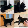 穏やかな黒猫やまとくん(5人兄弟)トライアル中 サムネイル7