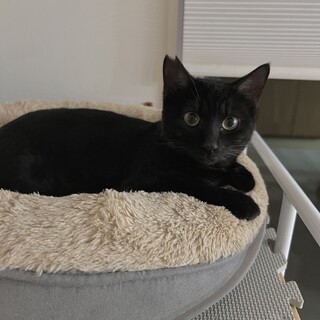 大人しい黒猫じじくん(5人兄弟)