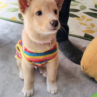 人が大好き尻尾フリフリのオス子犬