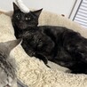 大人しい黒猫じじくん(5人兄弟) サムネイル3