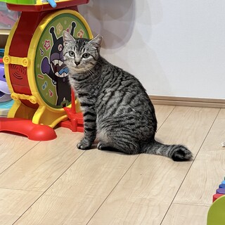 美人なサバトラりんちゃん(5人兄弟)