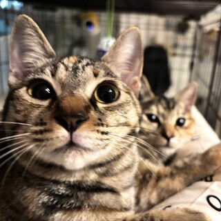 【12/7三田】初心者＆お留守番OK麦わら美猫姉妹