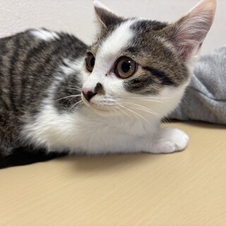 トライアル決定！3兄弟⭐︎ サバ白猫　トリオ君