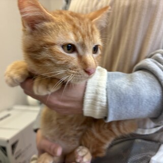 トライアル決定！3兄弟⭐︎ 茶トラ猫　マヨ君