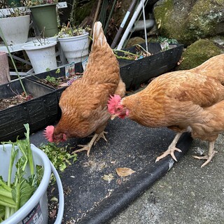 にわとりメス２羽の里親さんを探しています。