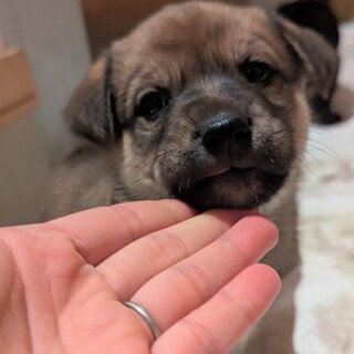 【ネム】2カ月の♂子犬里親募集中
