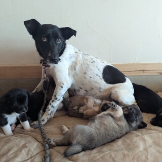 【シンプ】大人しい保護犬、母犬の里親募集