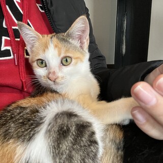 生後2ヶ月三毛猫のデコちゃん