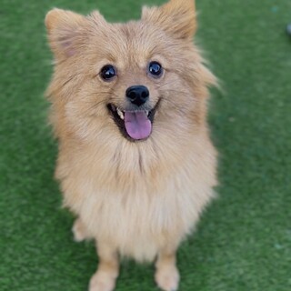 【ご家族決まりました】ポメラニアン