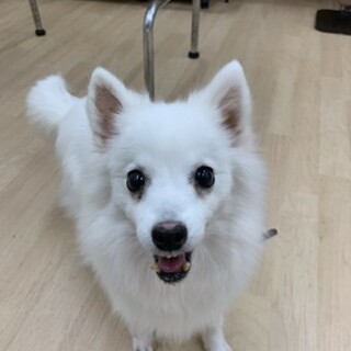 スピッツの泉ちゃん♡なでなで大好きな女の子♪