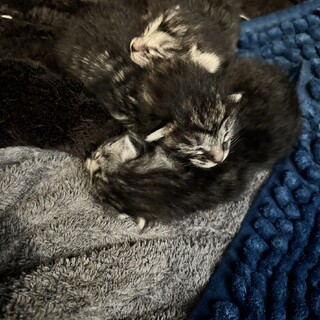 生後間もない子猫たち