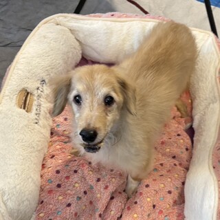 ネグレクトを生き抜いた、穏やかで優しいおじいちゃん