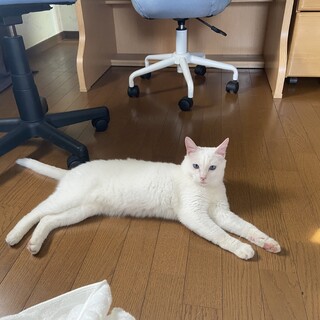 真っ白青い目のマンチカン