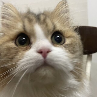 可愛いペルシャくん。1歳