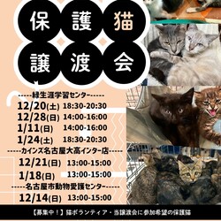 名古屋市緑区猫の譲渡会 サムネイル1