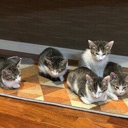 名古屋市緑区猫の譲渡会 サムネイル2