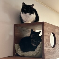 名古屋市緑区猫の譲渡会 サムネイル3