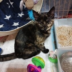 名古屋市緑区猫の譲渡会 サムネイル1