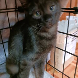 名古屋市緑区猫の譲渡会 サムネイル2