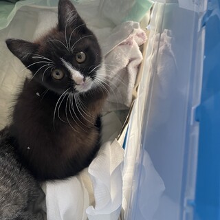 かわいい子猫　黒白