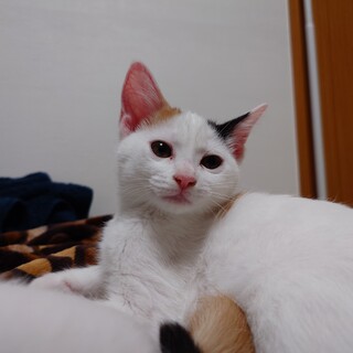 【急募】子猫の里親さん募集①