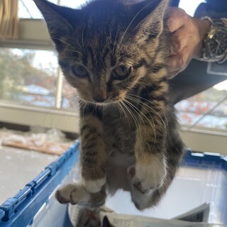 かわいい子猫　キジトラ