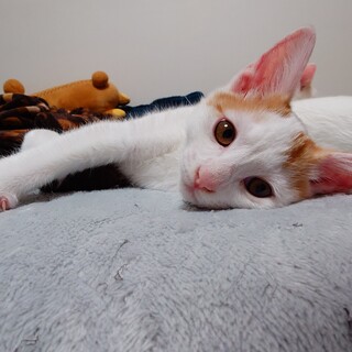 【急募】子猫の里親さん募集