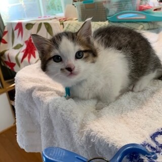 可愛いコロッコロもふもふのキジ白アレクサ君