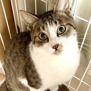 2025年3月生まれ　馴れ馴れ甘々チーコくん